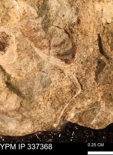 undet. Mollusca