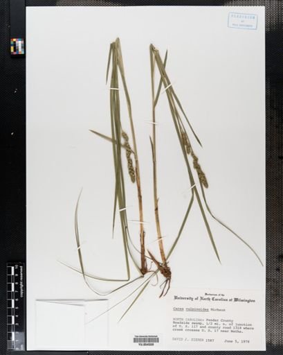 Carex vulpinoidea