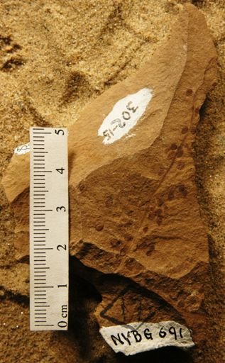 Carpites polygonoides