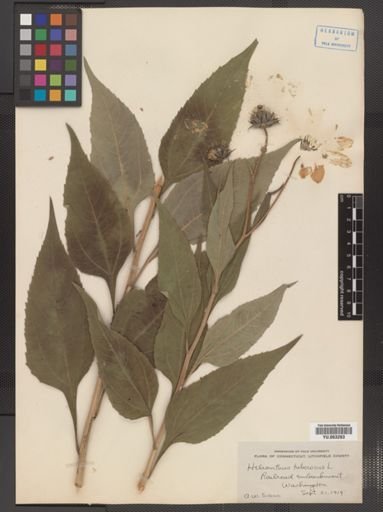 Helianthus tuberosus