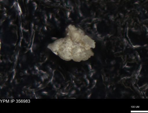 undet. Foraminiferida