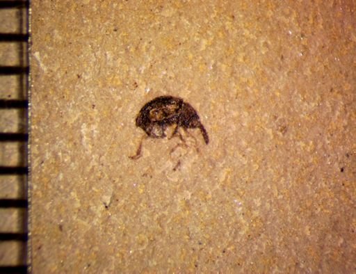 undet. Curculionidae