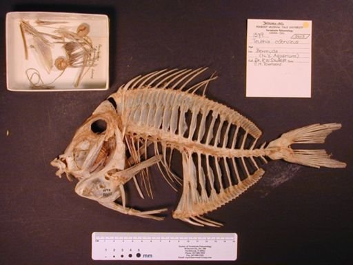 Acanthurus coeruleus