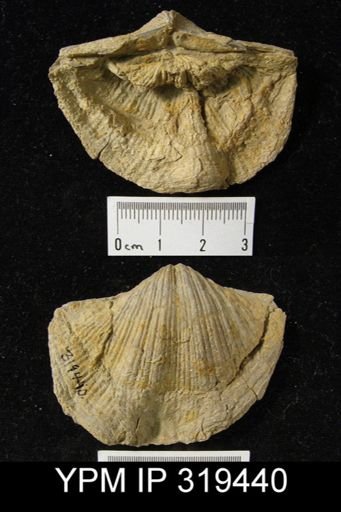 Spirifer cameratus