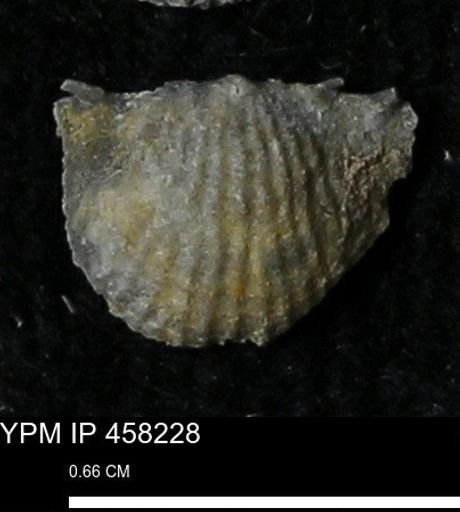 Chonetes mucronatus