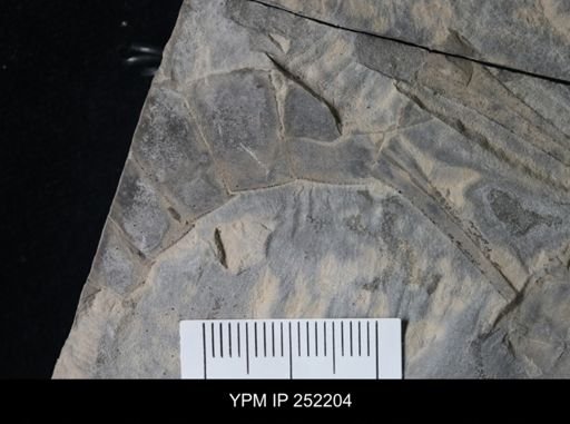 Eurypterus sp.