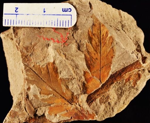 Woodwardia latiloba