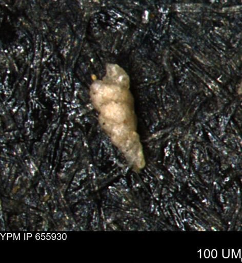 Ammobaculites euides