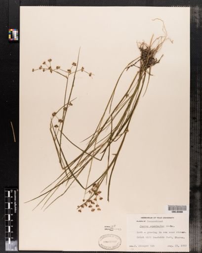 Juncus