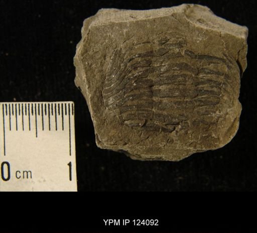 Phacops rana