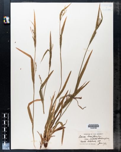 Carex laxiflora