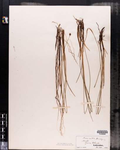Carex exilis
