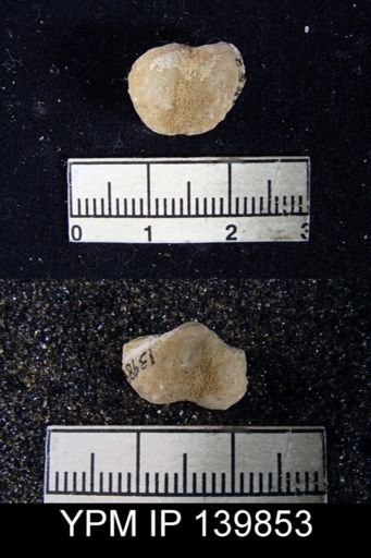 Marginifera sp.