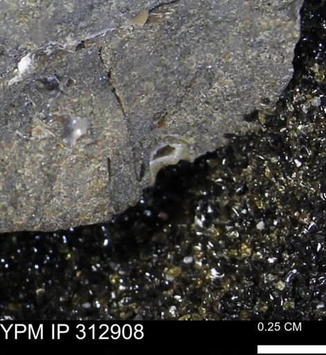 undet. Mollusca