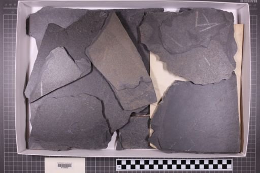 mixed taxa, stratigraphic collection