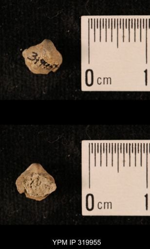 Ambocoelia planoconvexa