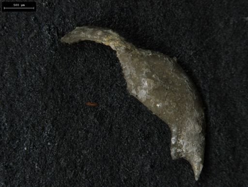 Clelandia utahensis