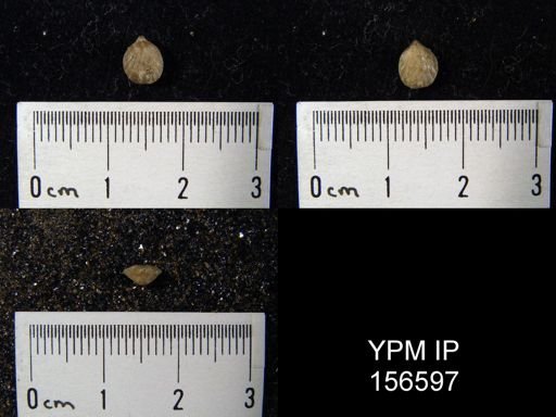 Zygospira jupiterensis