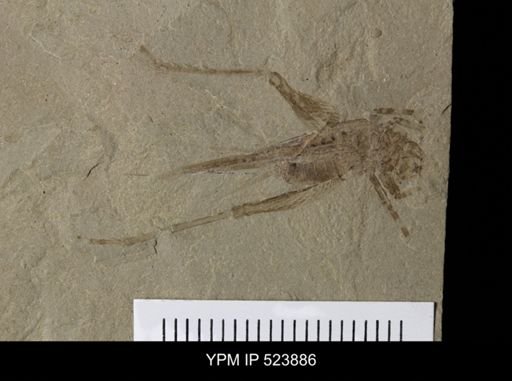 undet. Gryllidae