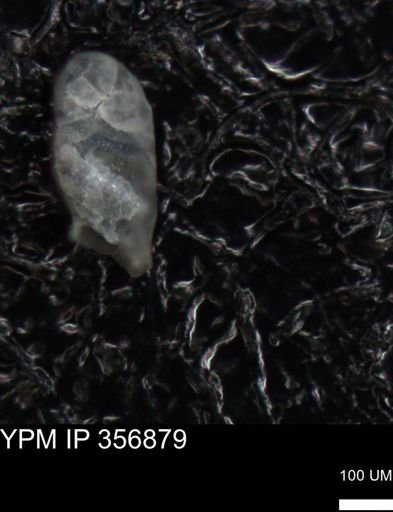 undet. Foraminiferida