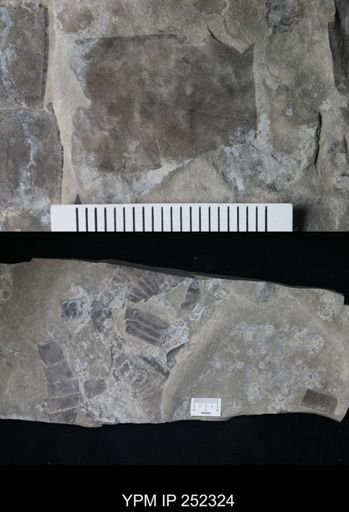 undet. Eurypterida
