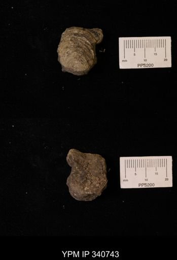 Inoceramus sp.