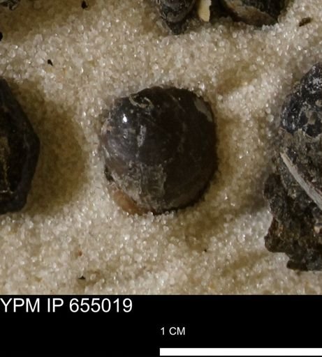 Protocardia