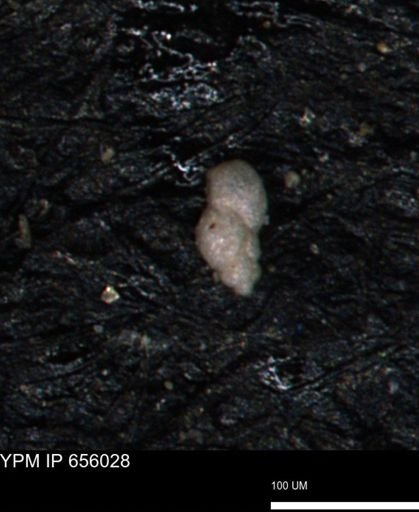 Bimonilina variana