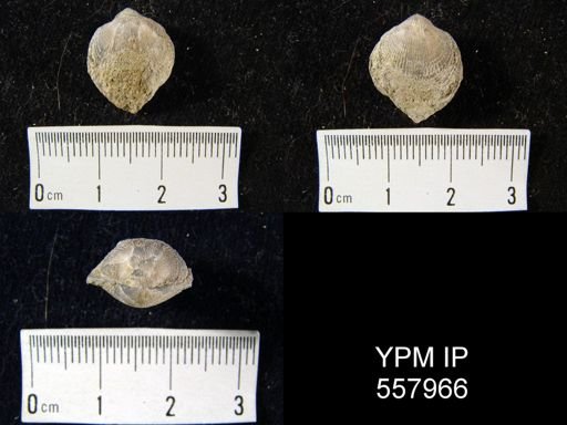 undet. Atrypidae
