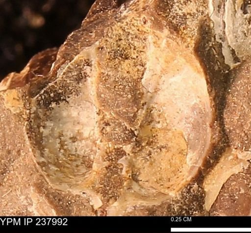 Protocardia subquadrata