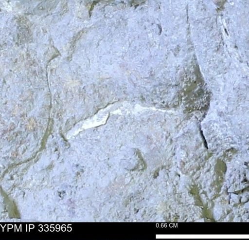 undet. Mollusca