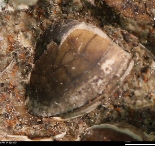 Corbulamella gregaria