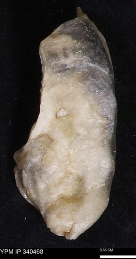 Ostrea glabra
