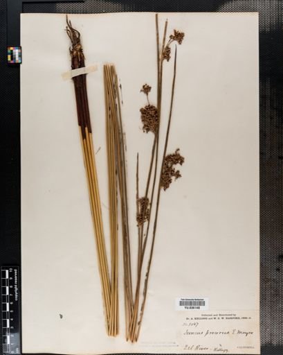 Juncus
