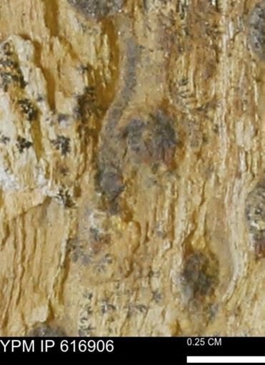 Teredo sp.