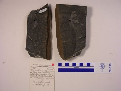 Redfieldia sp.