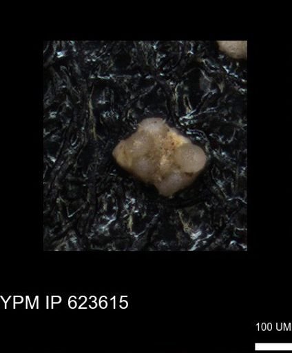 undet. Foraminiferida