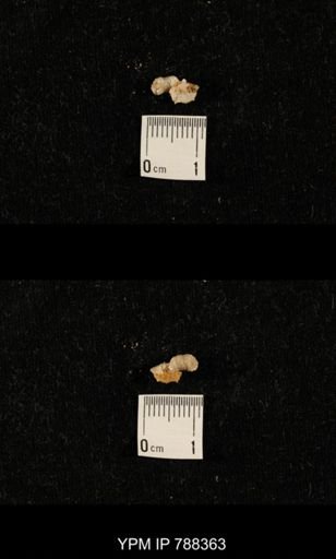 taxon undetermined