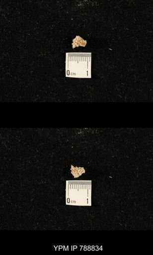 taxon undetermined