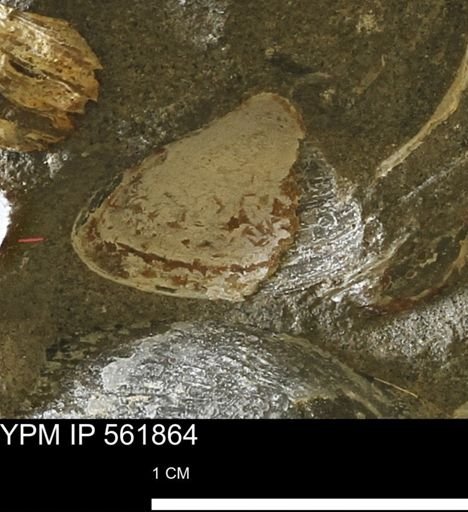 undet. Bivalvia