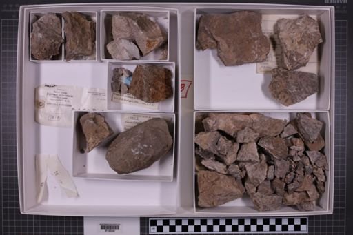 mixed taxa, stratigraphic collection