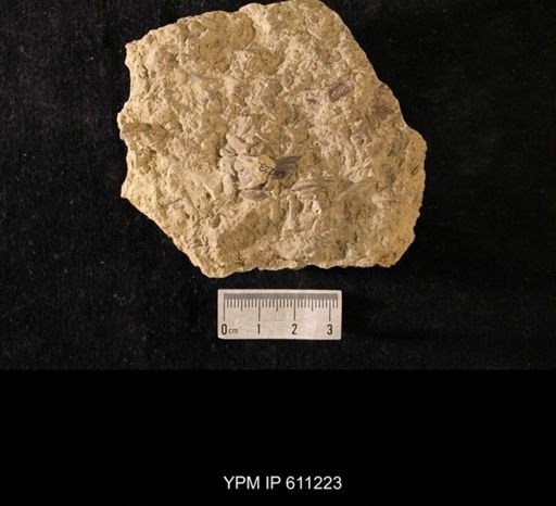 Calymene richmondensis