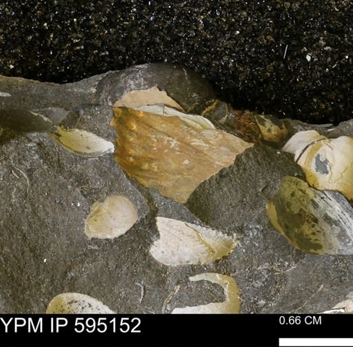 Hoploscaphites sp.
