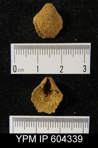 undet. Brachiopoda