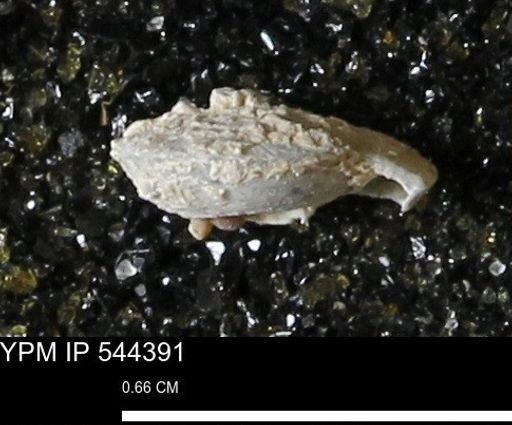 Poecilozonites bermudensis zonatus
