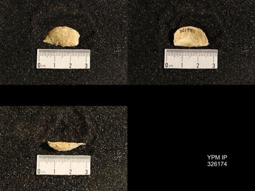 Neochonetes sp.