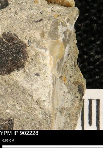 undet. Mollusca
