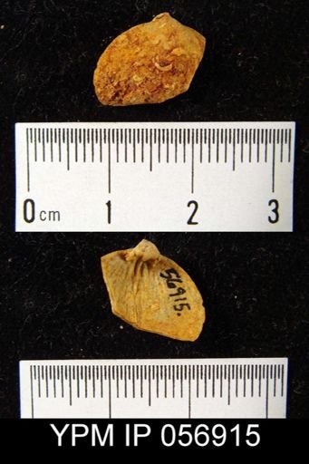 Nucleospira ventricosa