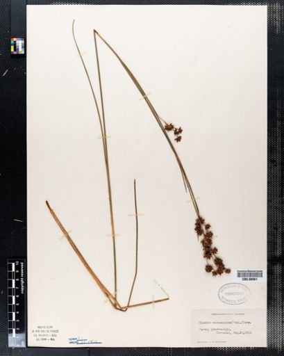 Cladium mariscoides