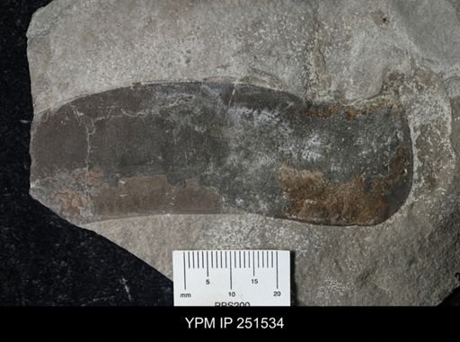 undet. Eurypterida